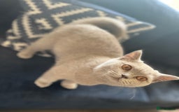 British Shorthair cats for sale: British shorthair female - Image 1