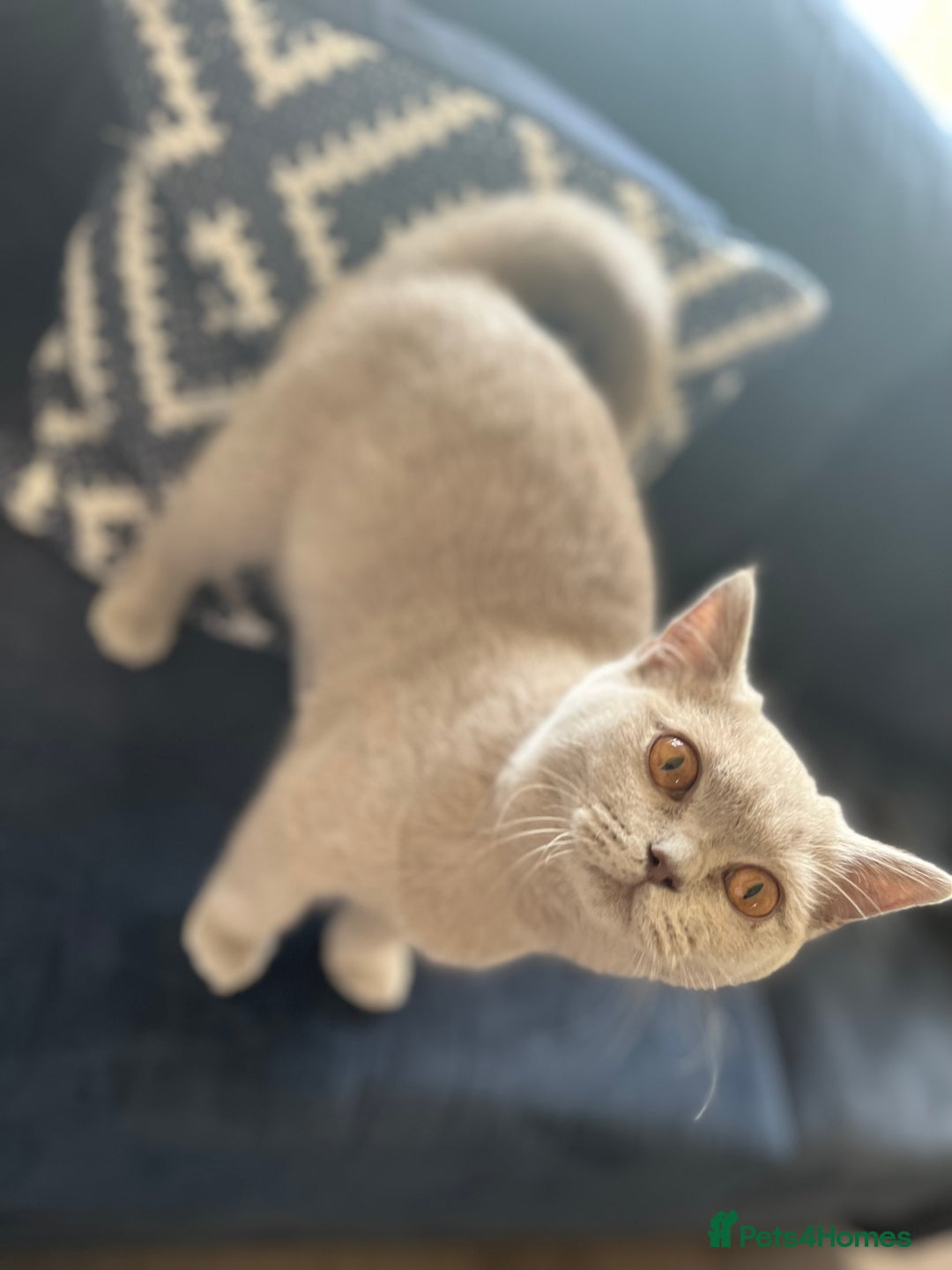 British Shorthair cats for sale: British shorthair female - Image 1