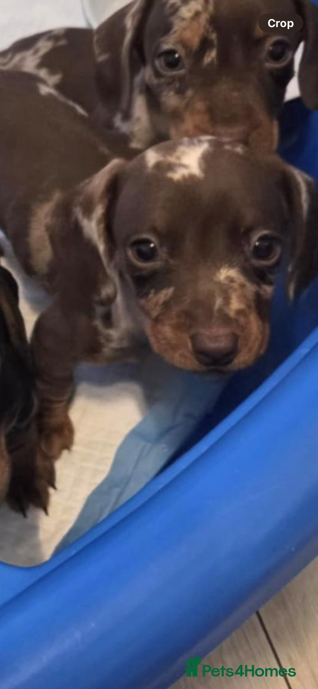 Miniature Dachshund dogs for sale: Miniature dachshund puppies - Image 12