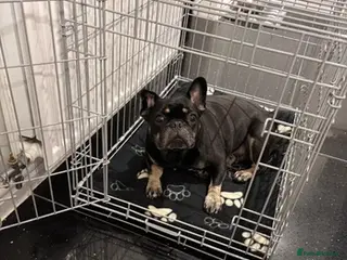 French Bulldog dogs Millie needs her forever home - Advert 11