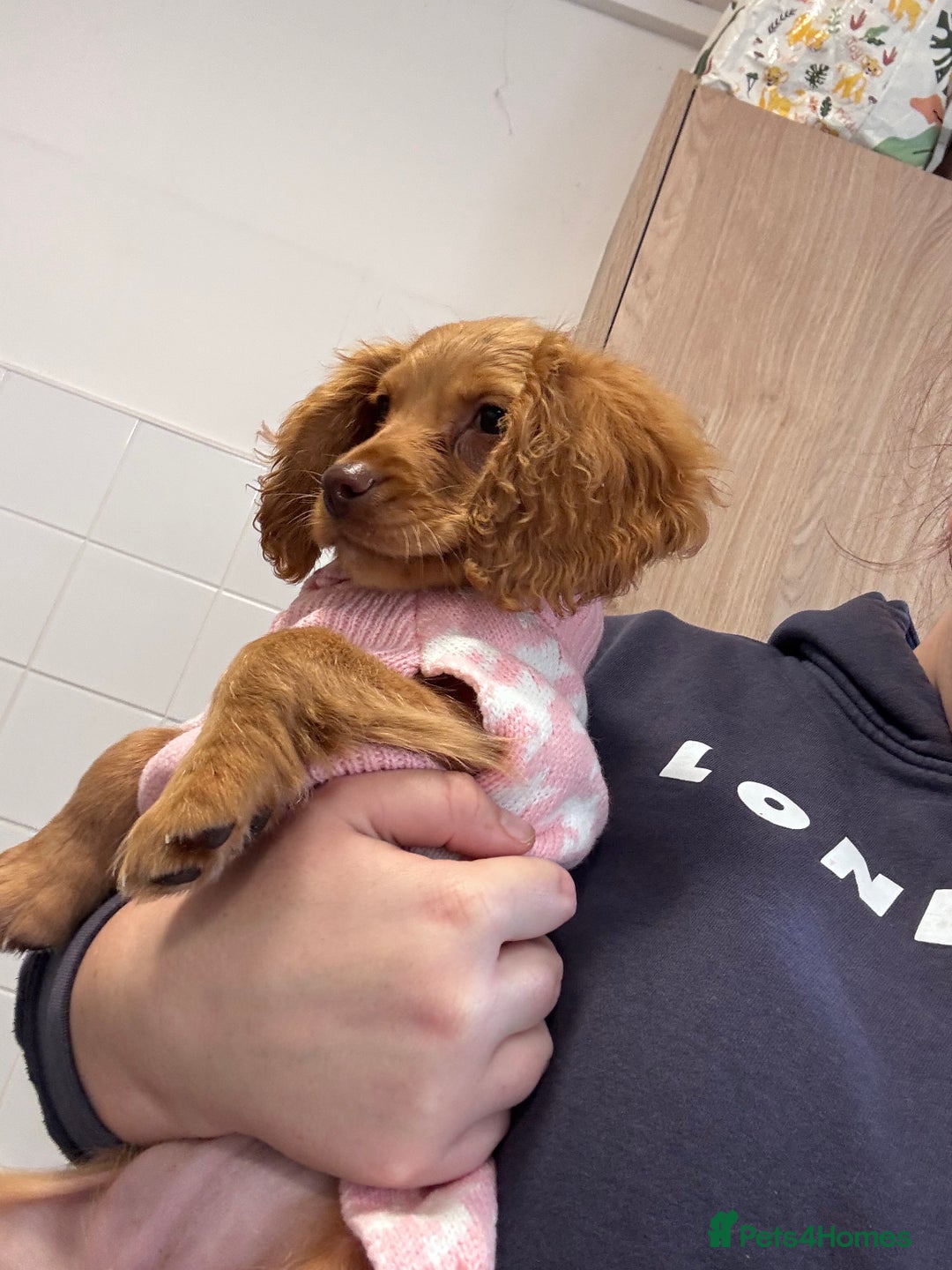 Cockapoo dogs for sale: Beautiful golden cockapoo - Advert 9