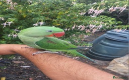 Parrots birds for sale: Baby alexandrine  - Image 3