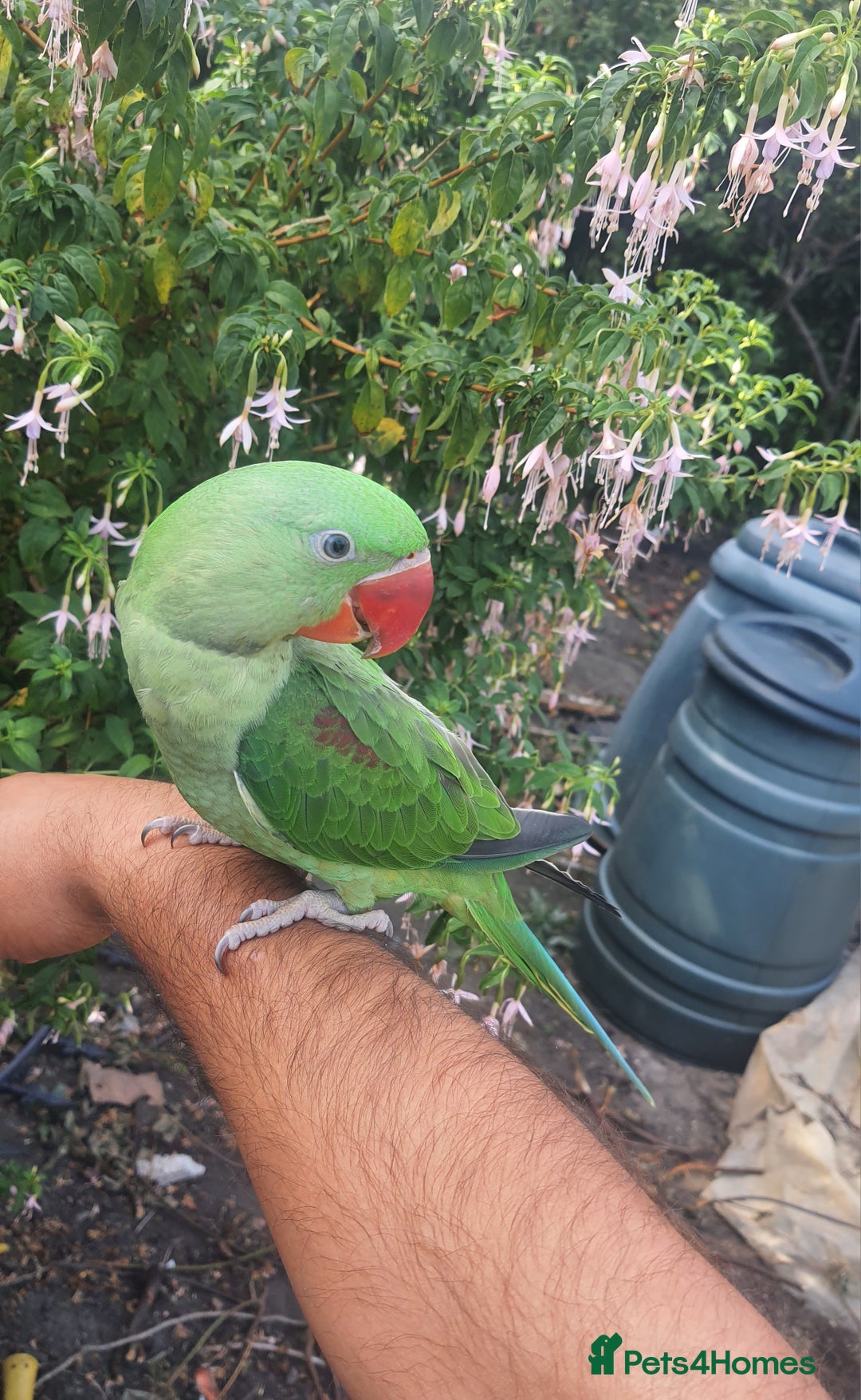 Parrots birds for sale: Baby alexandrine  - Image 3
