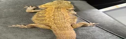 Bearded Dragon reptiles for sale: Male bearded dragon - Advert 4
