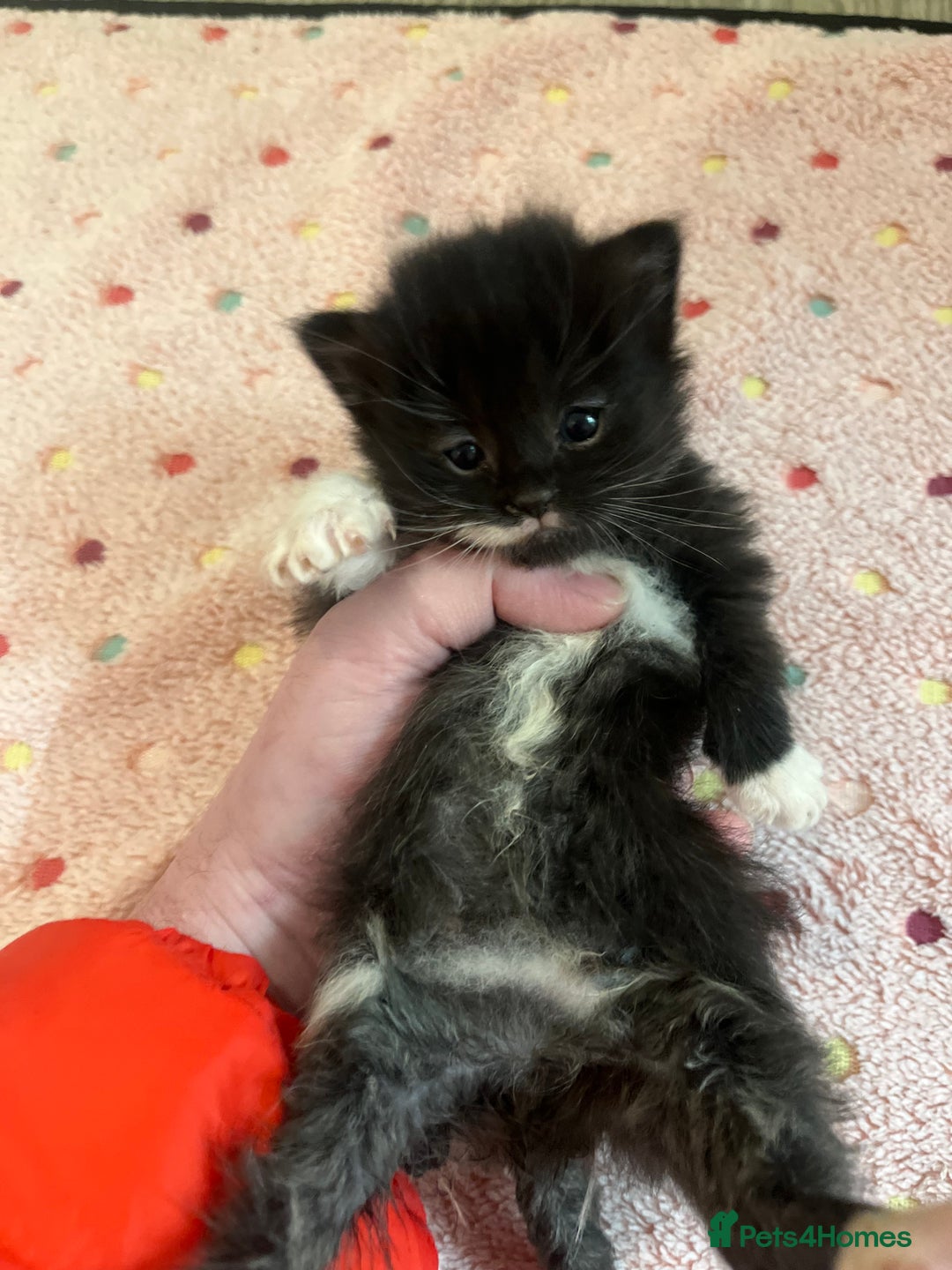 Mixed Breed cats for sale: Beautiful kittens for sale 🥰 - Advert 27