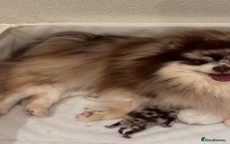 Pomeranian dogs for sale: Adorable Pomeranian Puppies for Sale. - Image 9