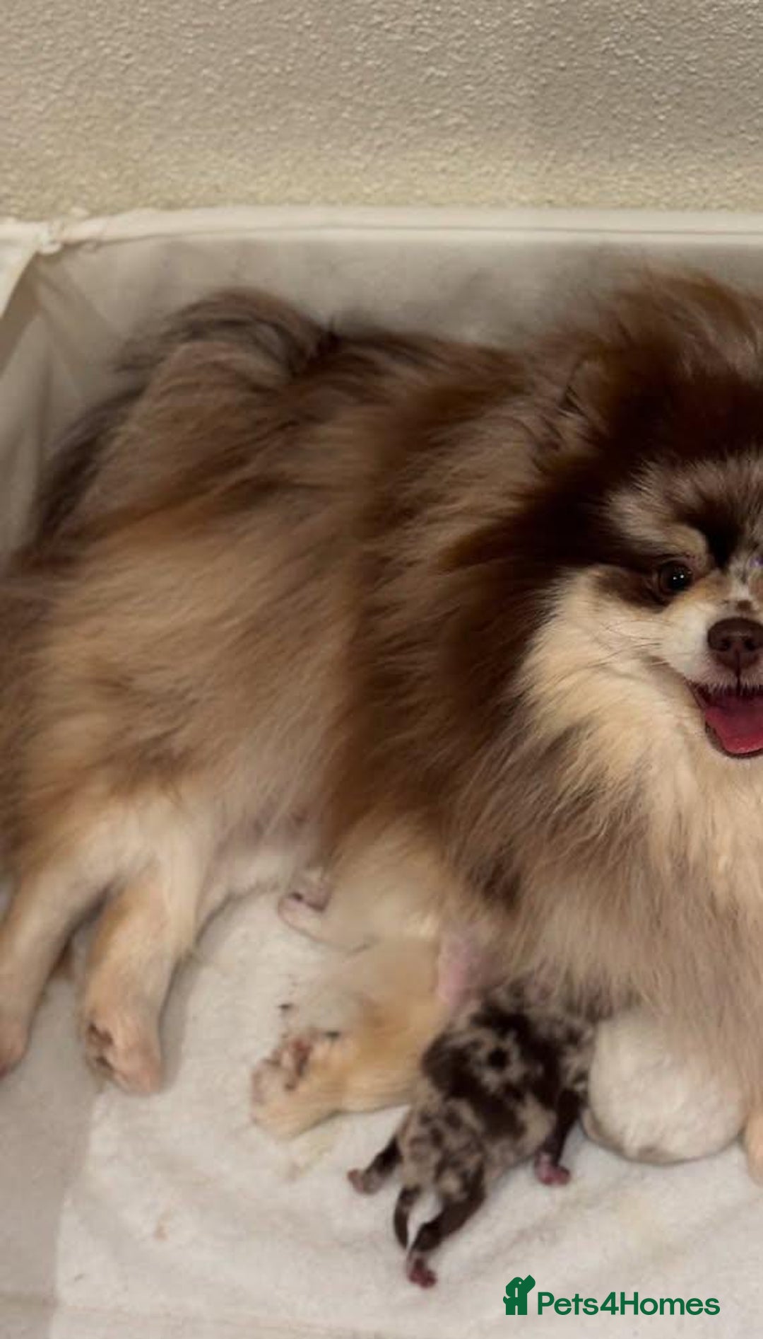 Pomeranian dogs for sale: Adorable Pomeranian Puppies for Sale. - Image 9