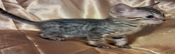 Savannah cats for sale: Super spotty Savannah kittens - Advert 14