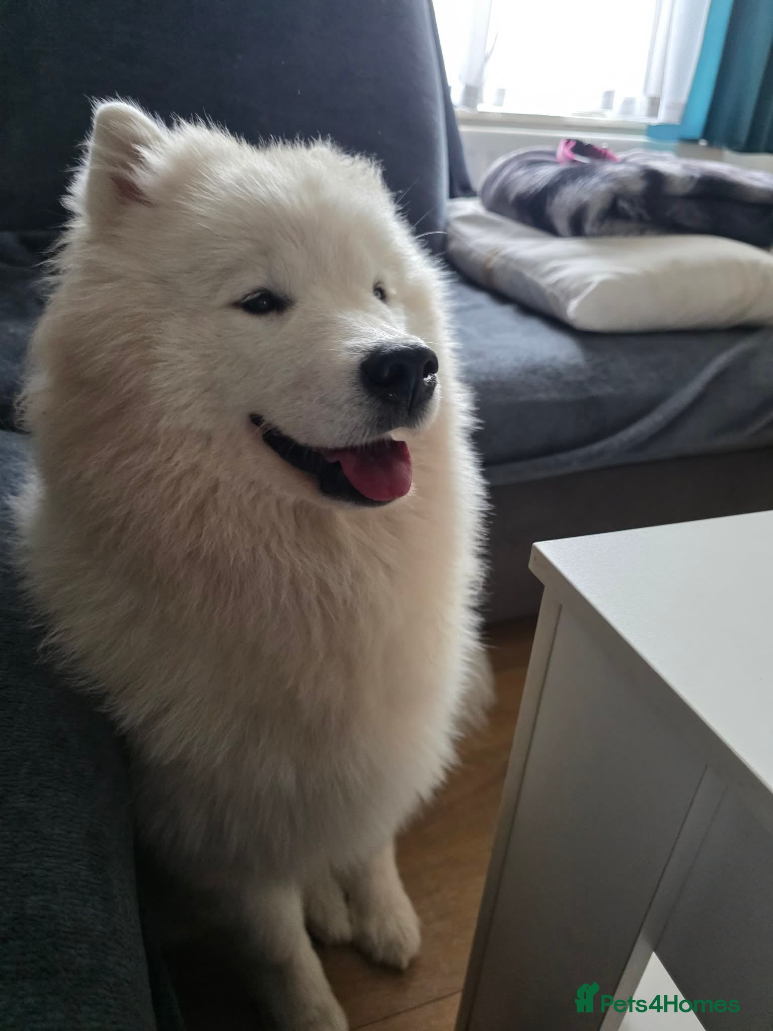 Samoyed dogs Samoyed female puppy - Advert 2