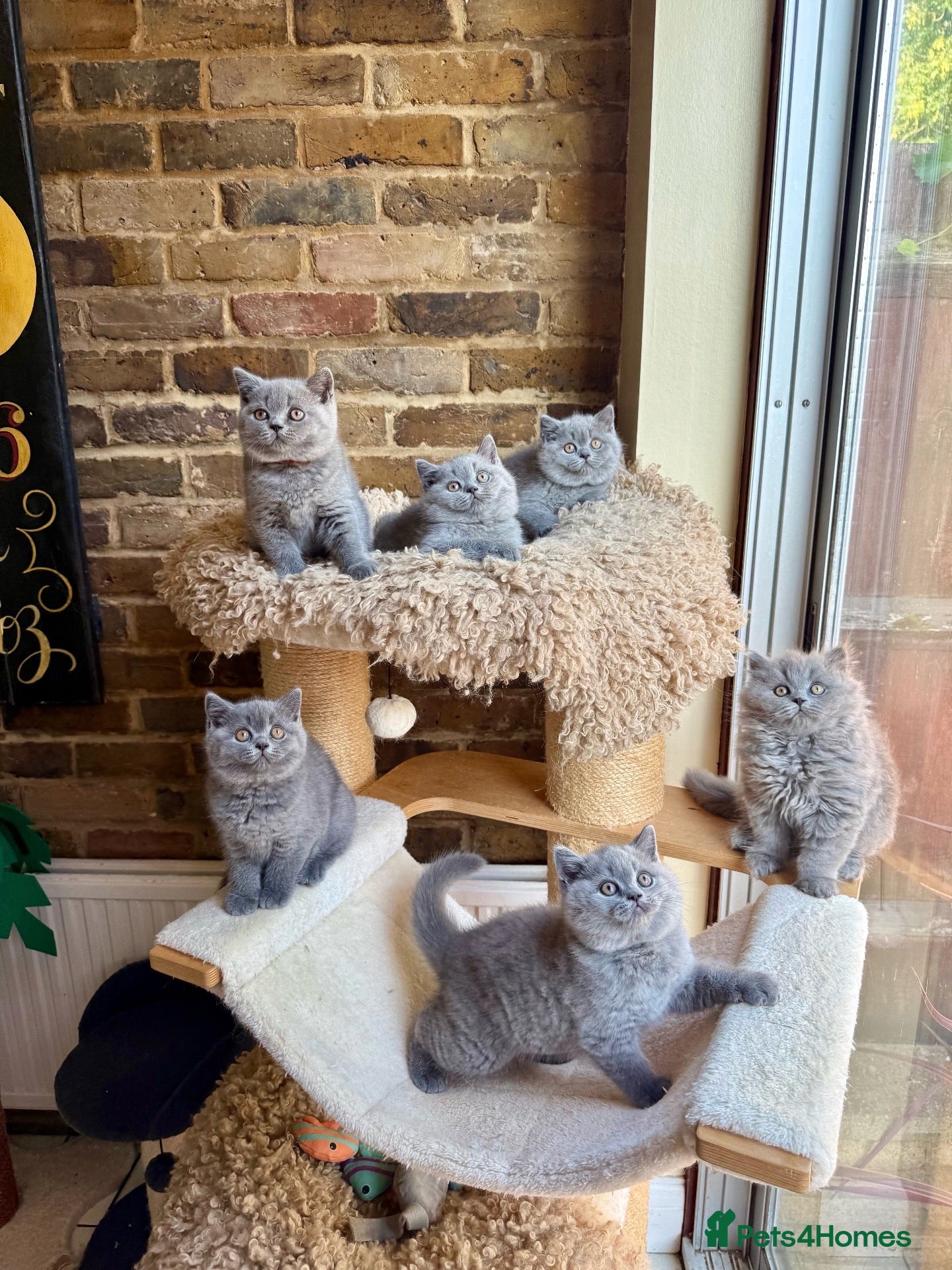 British Shorthair cats Available Now 💙 GCCF registered BSH Kittens. - Advert 2