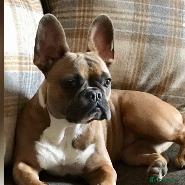 French Bulldog dogs Bailee French Bulldog - Advert 2