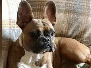 French Bulldog dogs Bailee French Bulldog - Advert 2