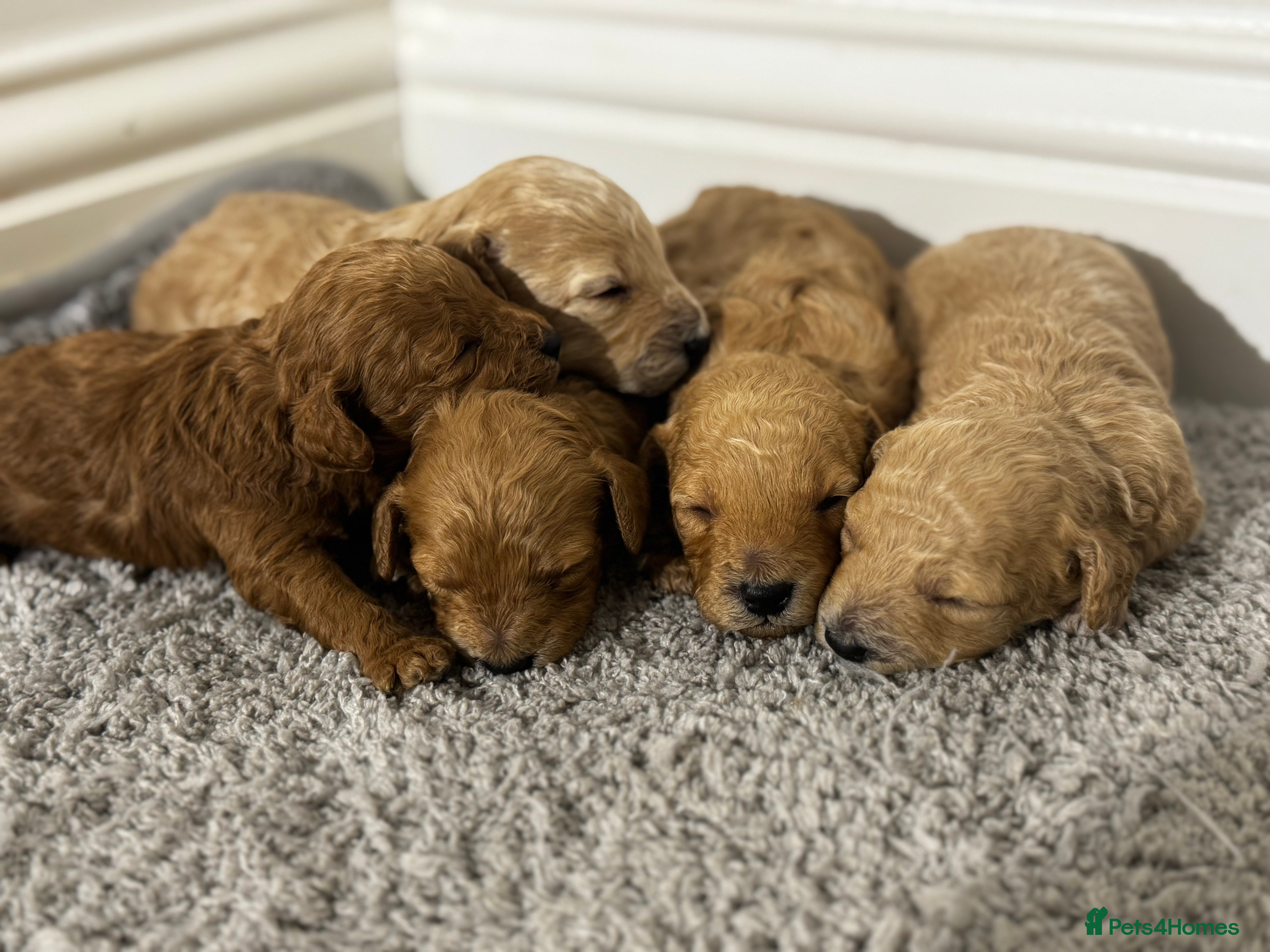 Miniature Poodle dogs 🐶Miniature/Toy poodle puppies🐶 - Advert 17