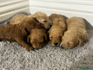 Miniature Poodle dogs 🐶Miniature/Toy poodle puppies🐶 - Advert 17