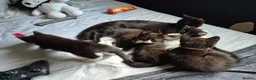British Shorthair cats for sale: 5 British short hair kittens for sale - Advert 5
