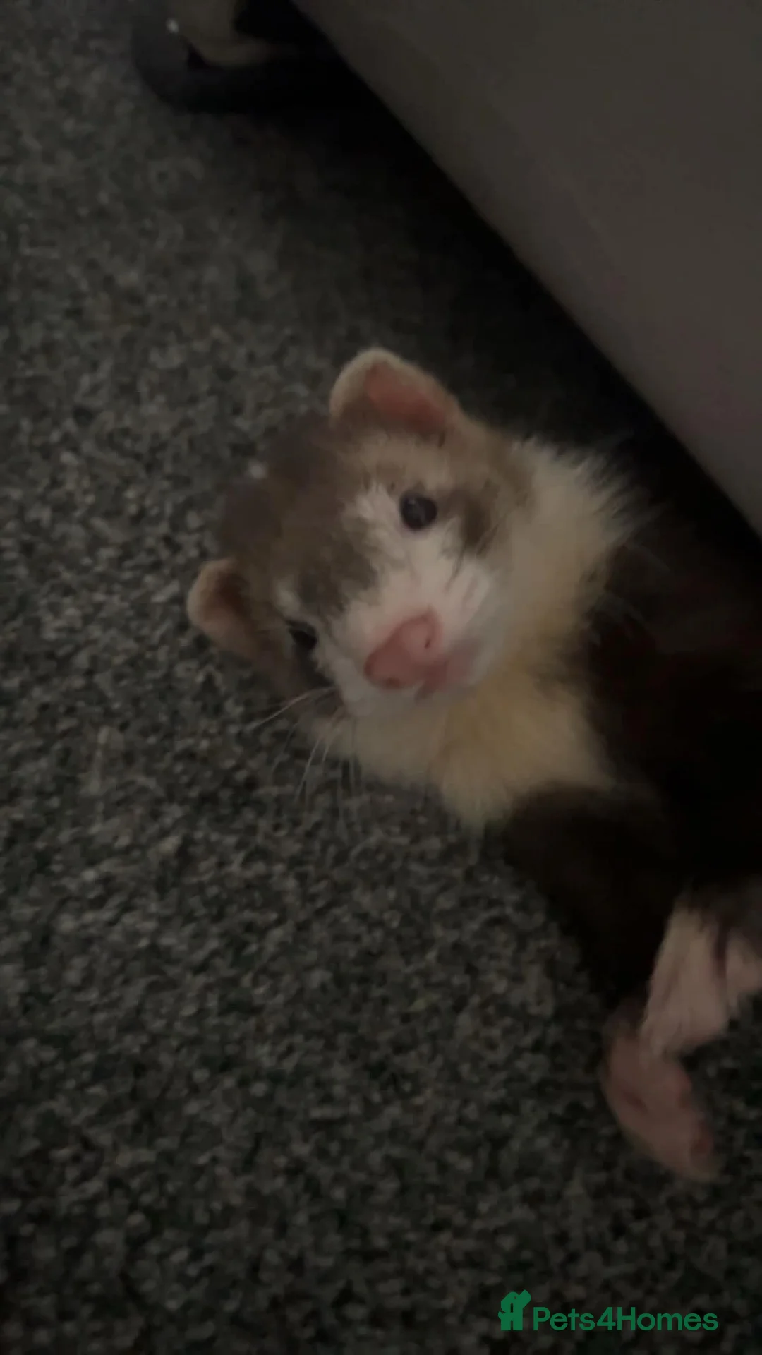 Ferret rodents for sale: 2 Month Old Ferret with Cage  - Advert 2
