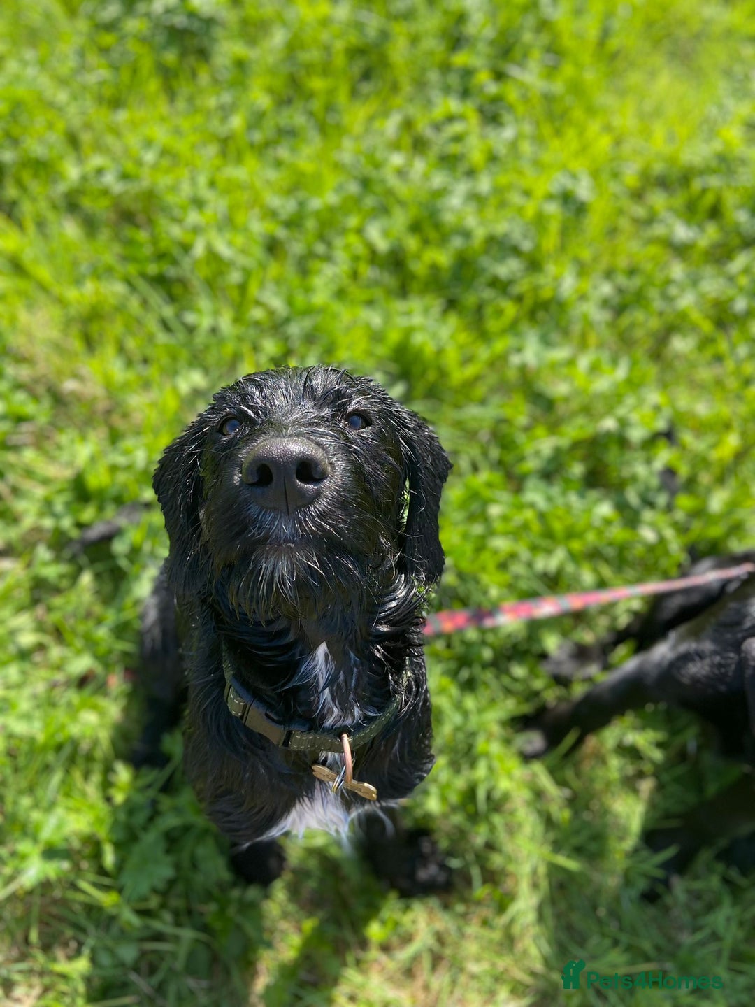 Labradoodle dogs for stud: F1b Miniature Labradoodle (Fully Health Tested) - Advert 28