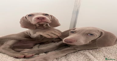 Weimaraner dogs - Advert 5