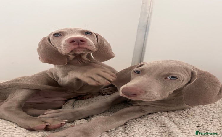 Weimaraner dogs - Advert 1