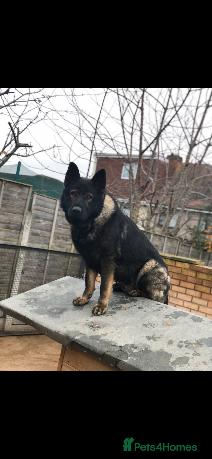 German Shepherd dogs 2 Elite DDR German Shepherd Pups Available!!! - Advert 1