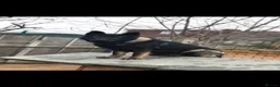 German Shepherd dogs for sale: BLACK TOP QUALITY CZECH GERMAN SHEPHERD PUPPY!! - Advert 5