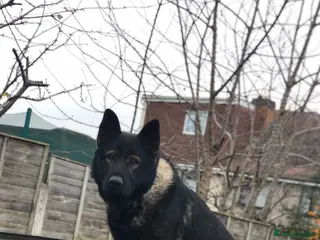 German Shepherd dogs 2 Elite DDR German Shepherd Pups Available!!! - Advert 2