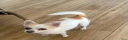 Pomchi dogs for sale: 🐶❤️Pomchi girl🐶❤️ - Advert 5