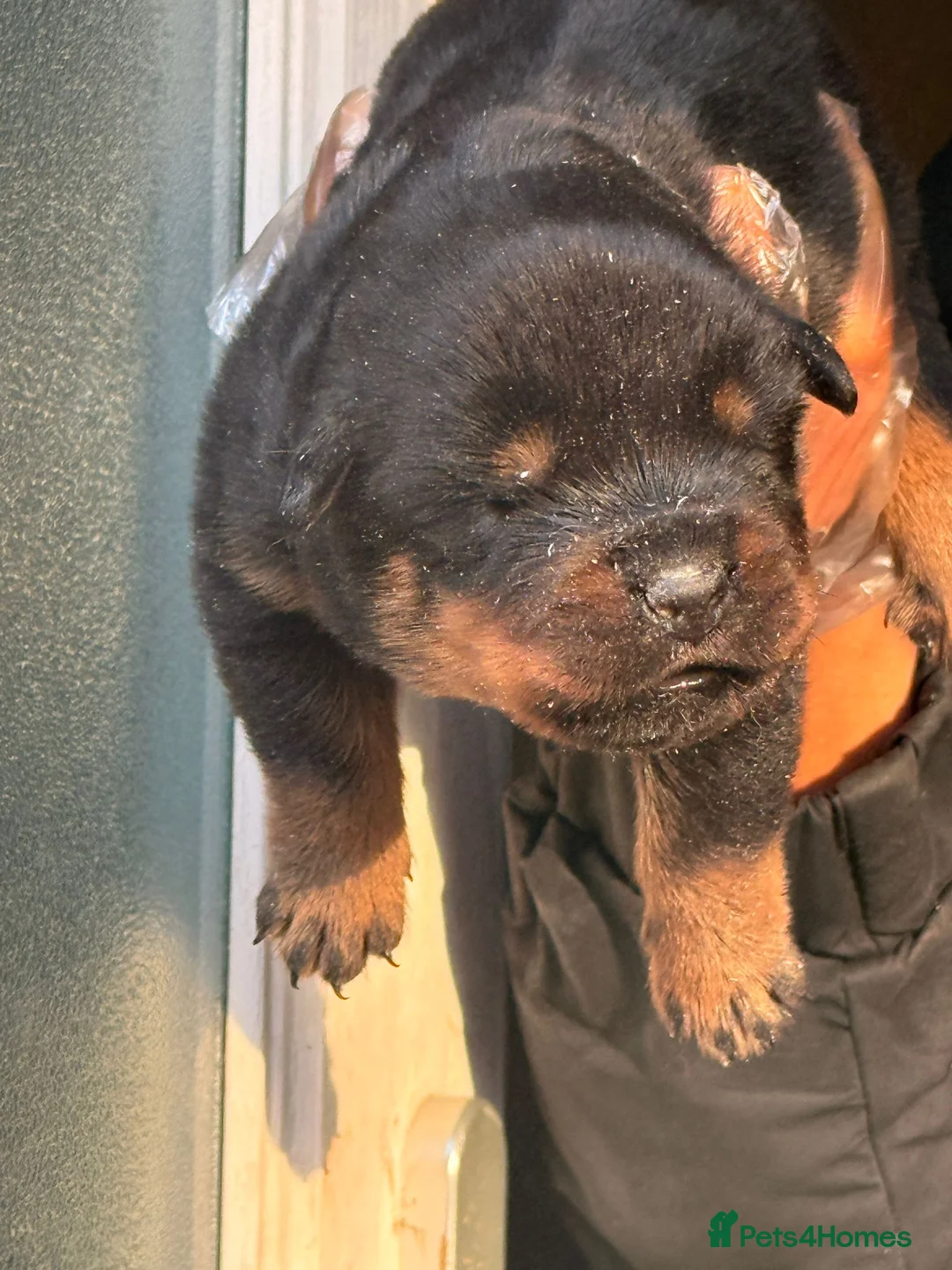 Rottweiler dogs for sale: Top quality kc pups for sale timitor X edelstein - Advert 37