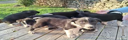 Border Collie dogs for sale: Gorgeous sheepdog puppies - Advert 3