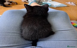 Domestic Shorthair cats for sale: 2 Gorgeous Pairs Of Kittens - Image 3
