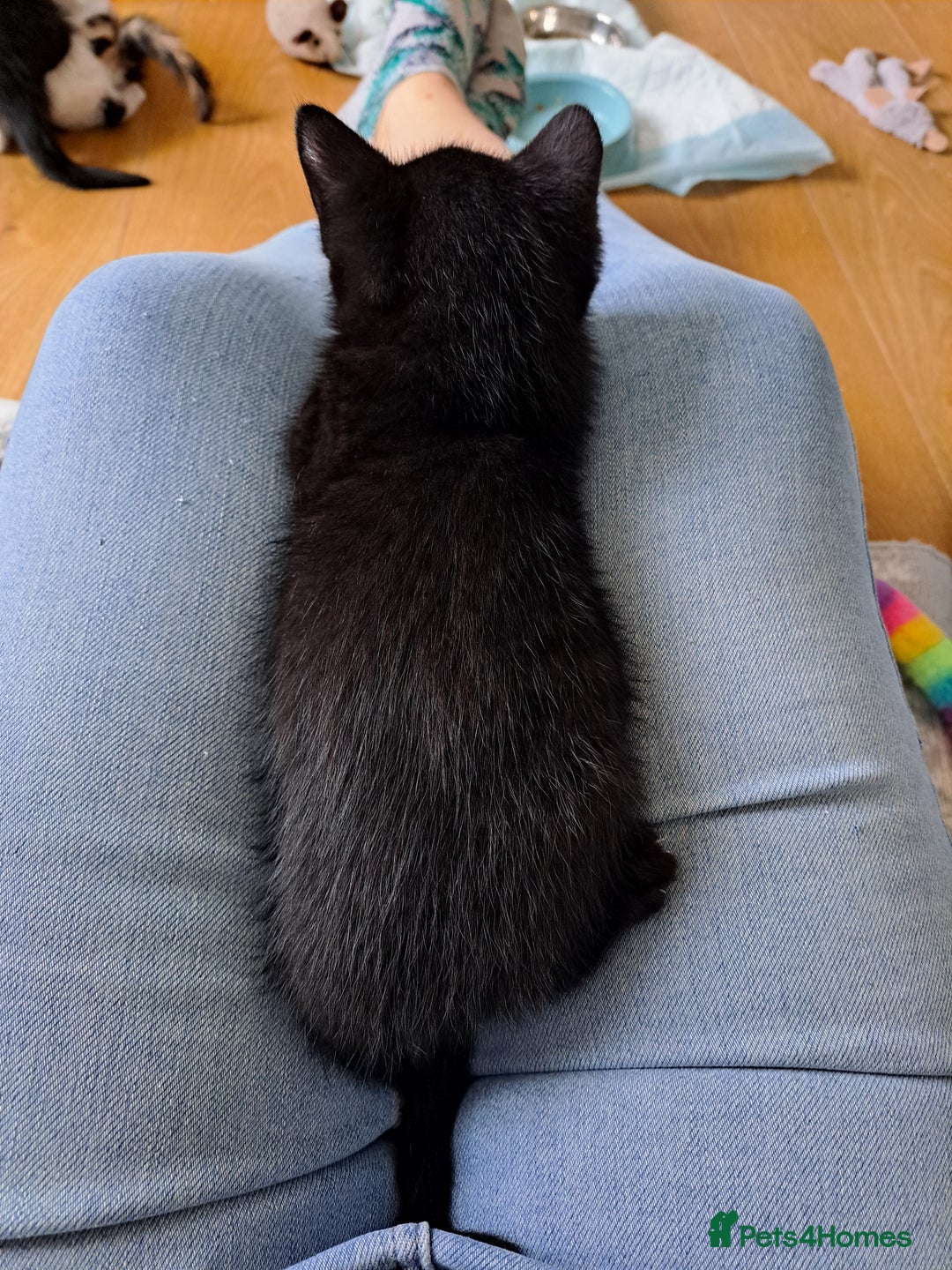 Domestic Shorthair cats for sale: 2 Gorgeous Pairs Of Kittens - Image 3