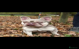 French Bulldog dogs for sale: Full fluffy pink girl with wonderful dna - Image 7