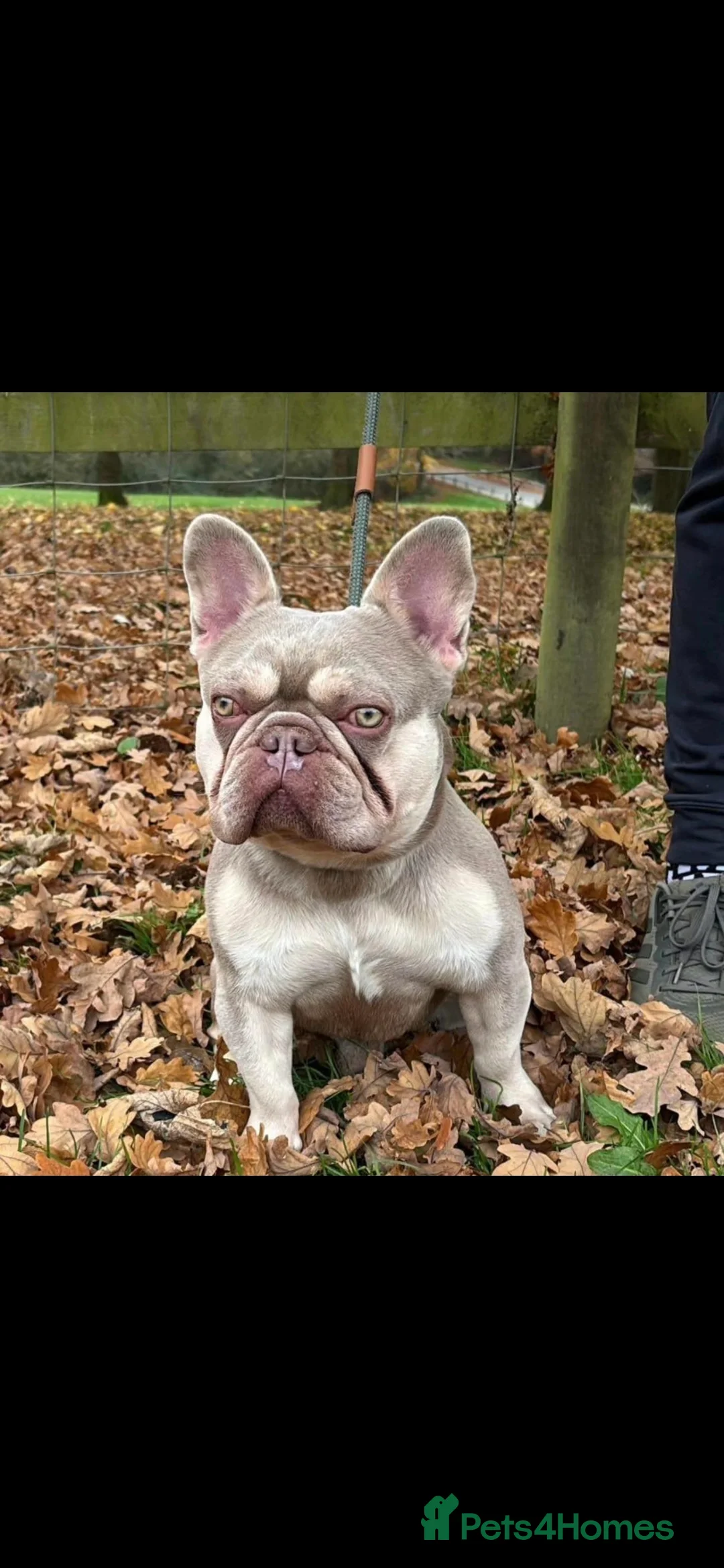 French Bulldog dogs for sale: Full fluffy french bulldog amazing DNA  - Advert 6