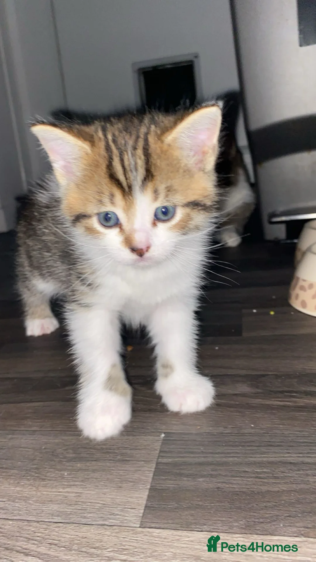 Mixed Breed cats for sale: Gorgeous Male Tabby Kitten – Maine Coon Ancestry  - Advert 2