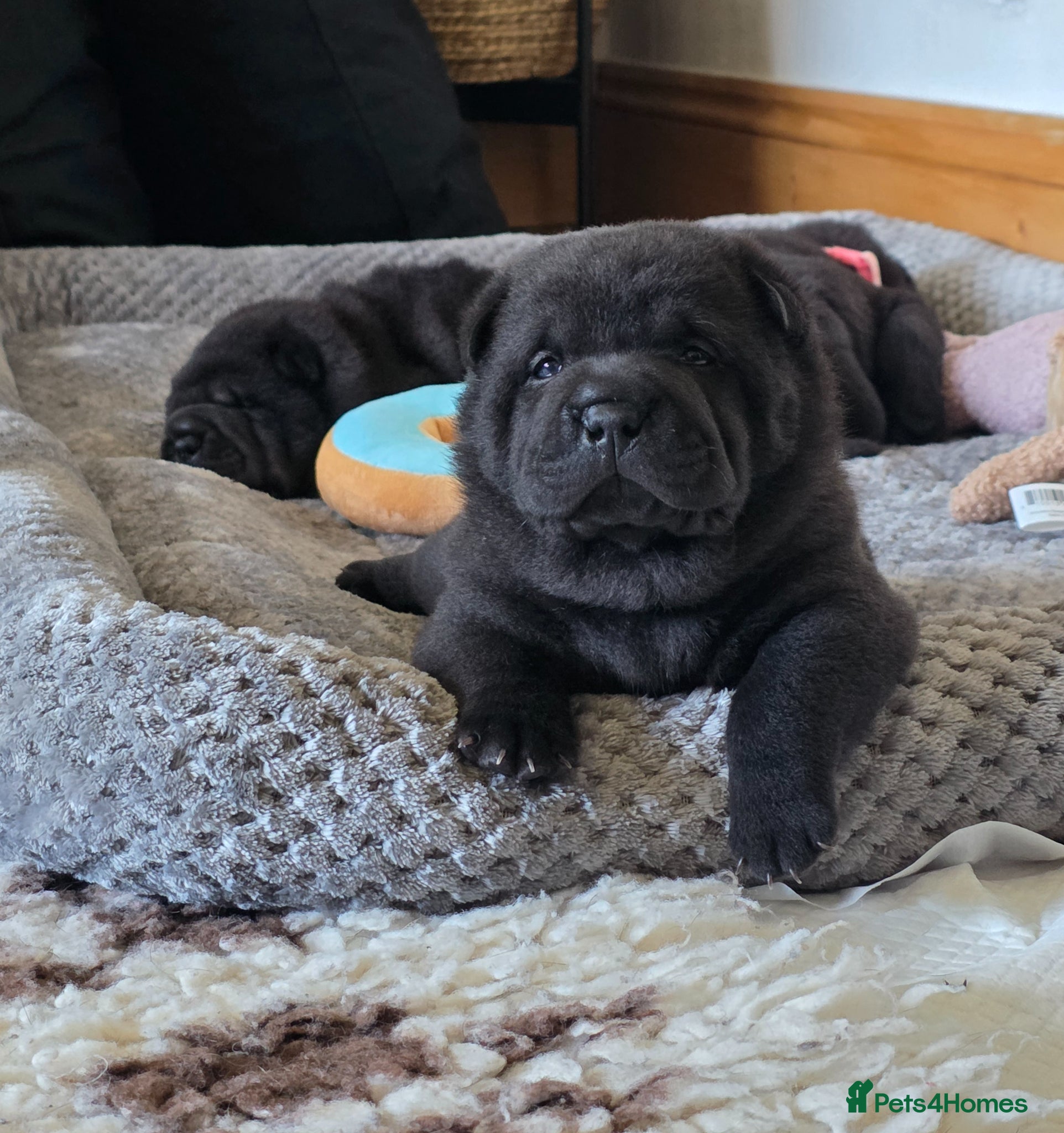 Mixed Breed dogs ChowPei Pups - Advert 2