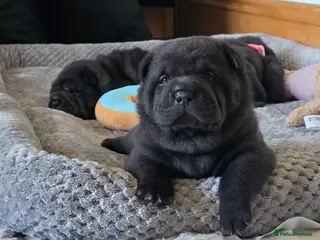 Mixed Breed dogs ChowPei Pups - Advert 2