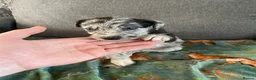 Lurcher dogs for sale: Lurchers puppy merle  - Advert 3