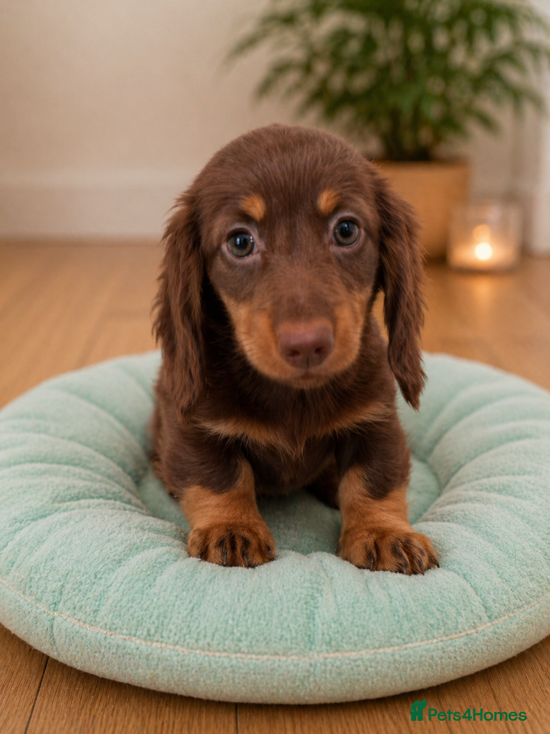 Miniature Dachshund dogs KC Pedigree Long Hair Mini Dachshund boy & girls - Advert 3