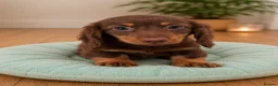 Miniature Dachshund dogs for sale: KC Pedigree Long Hair Mini Dachshund boy & girls - Advert 2