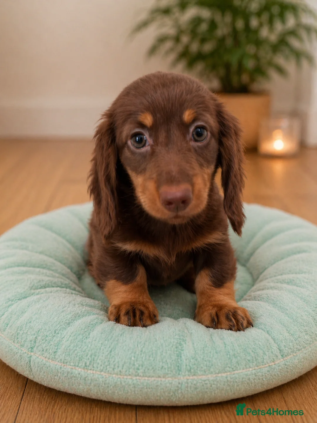 Miniature Dachshund dogs for sale: KC Pedigree Long Hair Mini Dachshund boy & girls - Advert 2