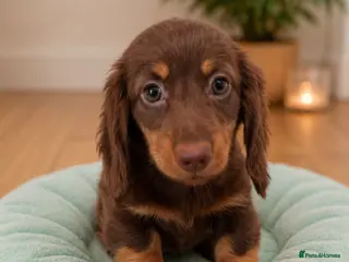Miniature Dachshund dogs KC Pedigree Long Hair Mini Dachshund boy & girls - Advert 15