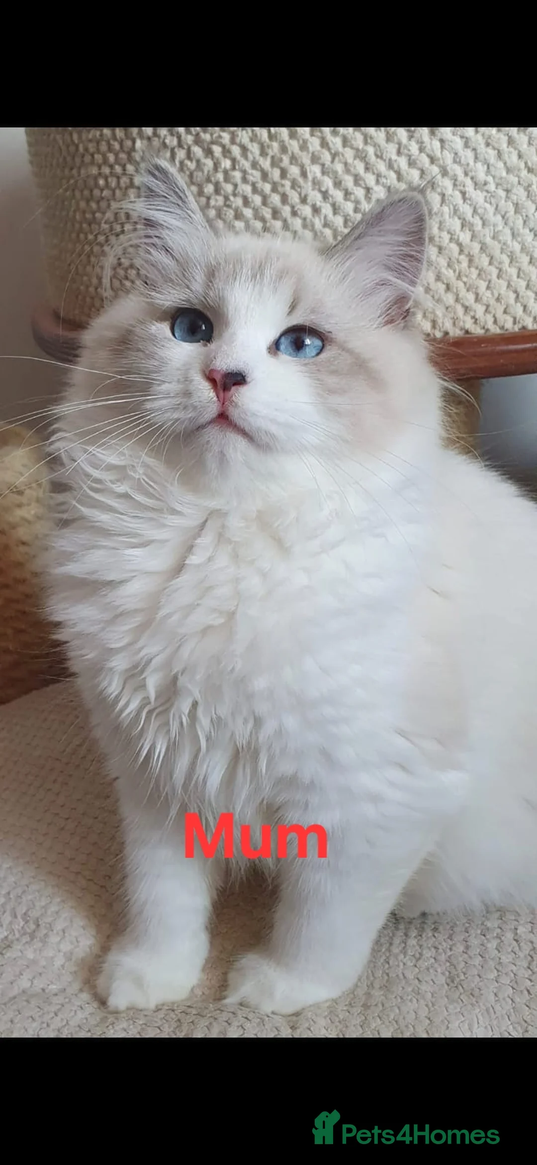 Siberian cats for sale: Stunning Siberian Neva Masquerade Male  - Advert 2