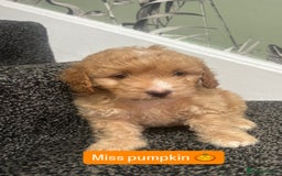 Cockapoo dogs for sale: Stunning toy cockapoo puppies  - Image 18