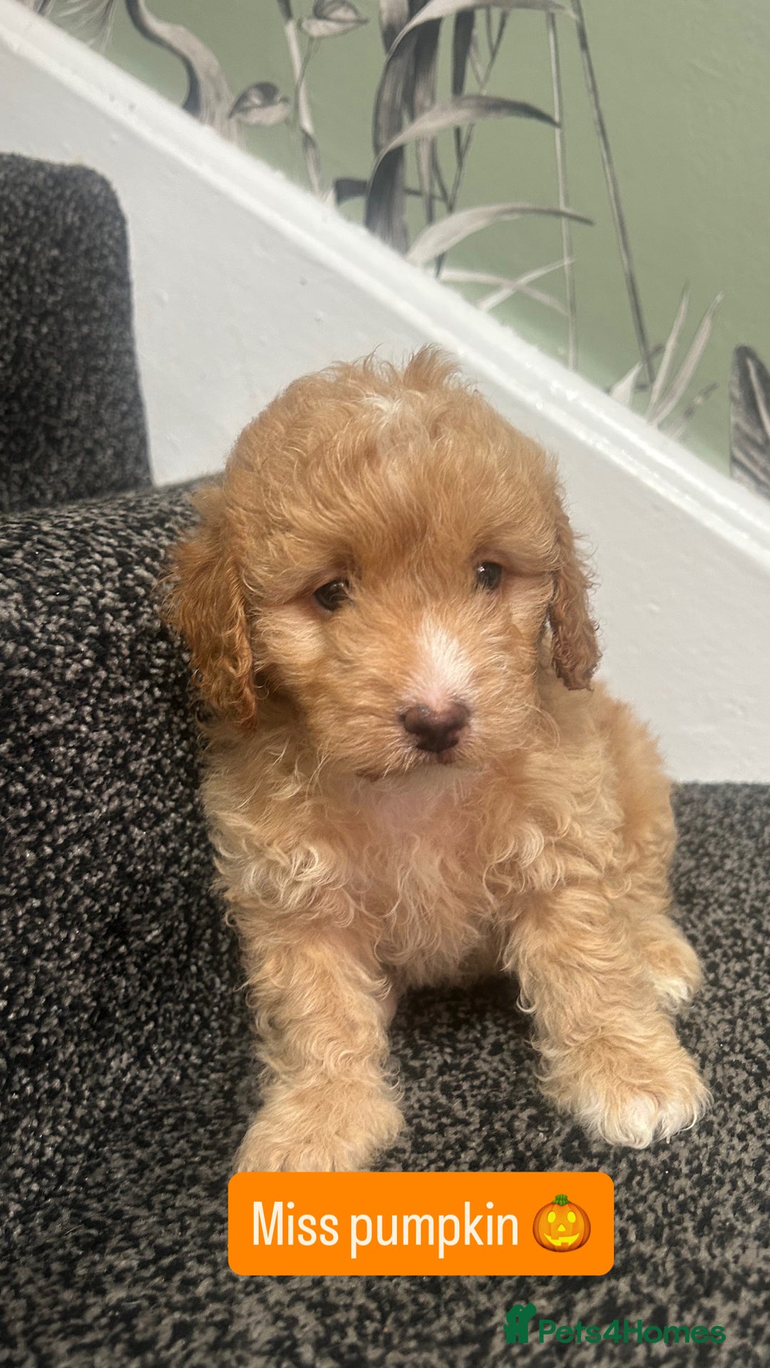 Cockapoo dogs for sale: Stunning toy cockapoo puppies  - Image 18
