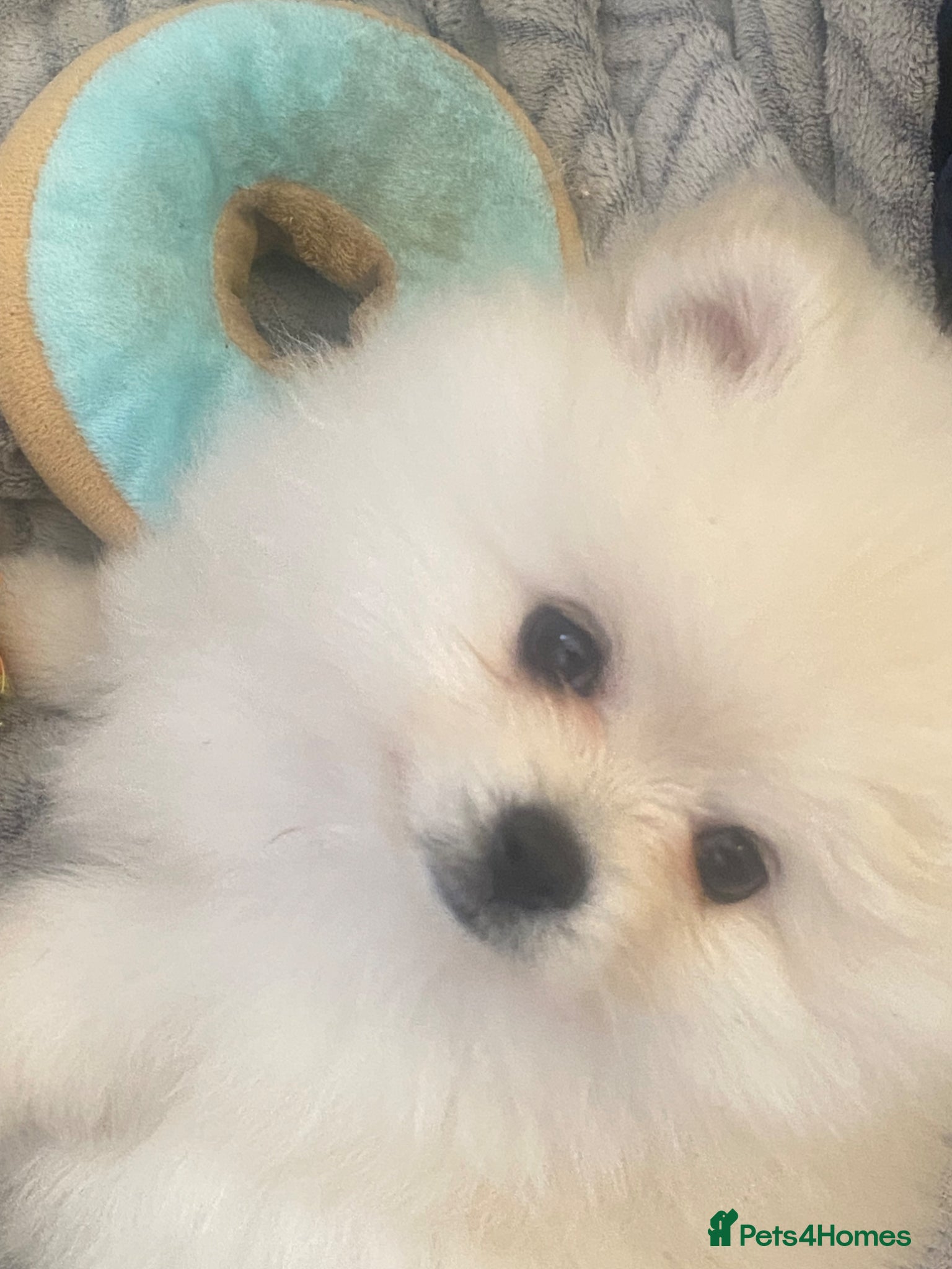 Pomeranian dogs Beautiful Pomeranian puppies  - Advert 9