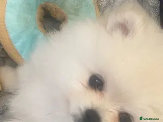 Pomeranian dogs Beautiful Pomeranian puppies - Advert 9