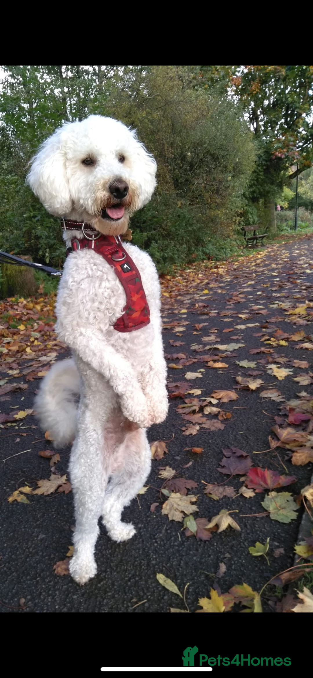 Labradoodle dogs for sale: Miniature Labradoodle  - Advert 11