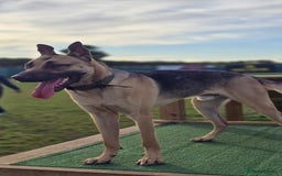 Mixed Breed dogs for sale: Labrador cross puppies  - Image 8