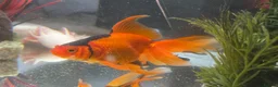 Axolotl reptiles for sale: Gorgeous albino axolotls and fancy goldfish - Advert 3