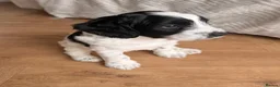 Mixed Breed dogs for sale: Sprockerpoo Puppies - Advert 32